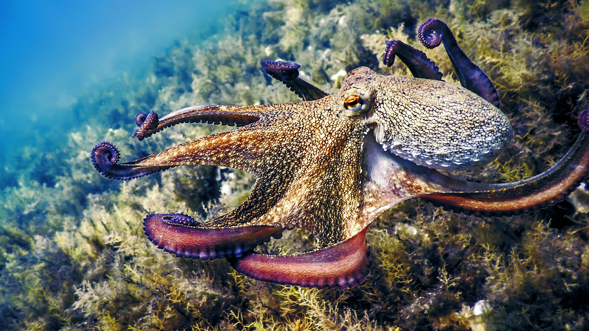 Octopus Numbers Boom in Cornwa...