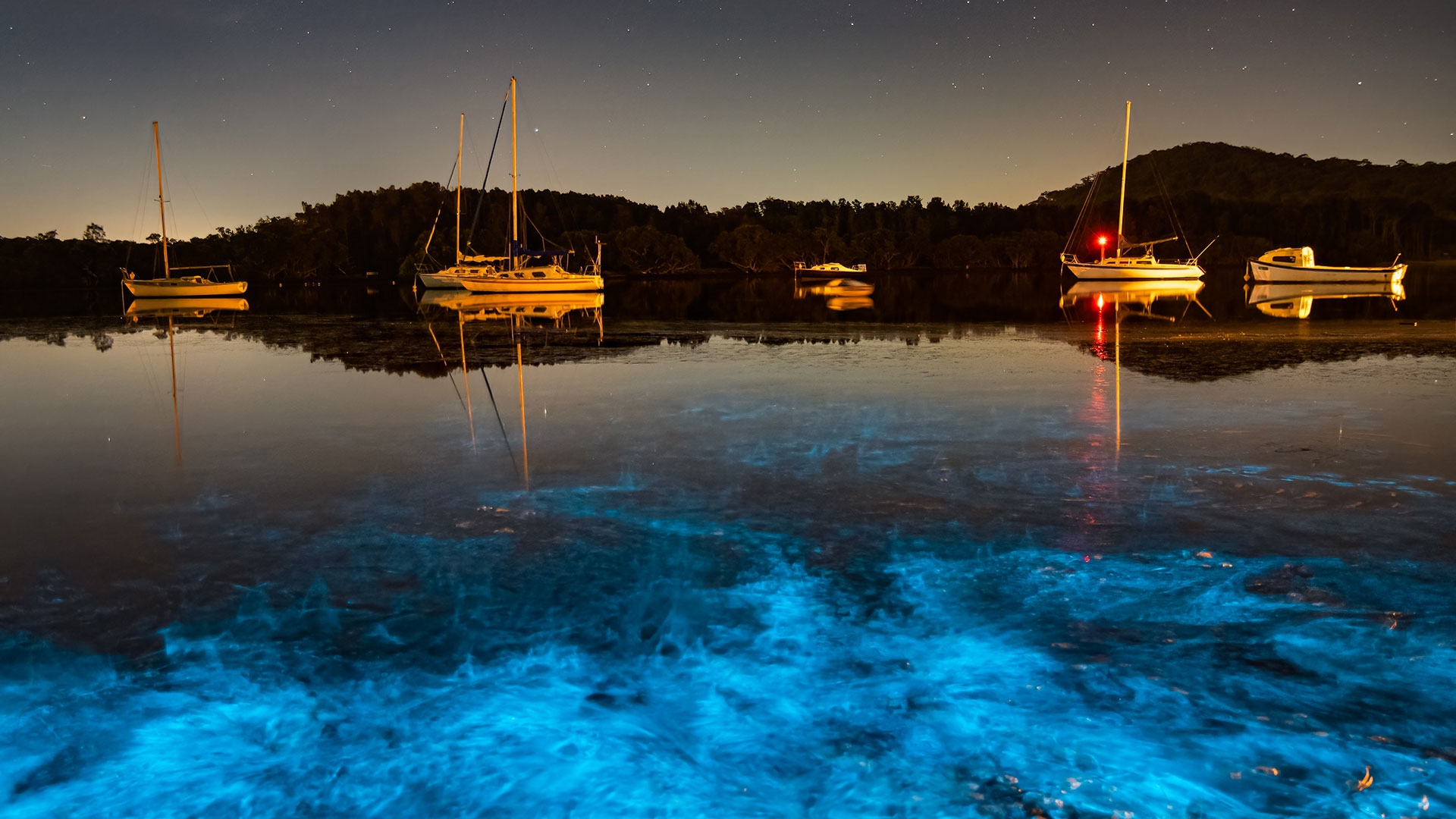 Glowing Plankton Light Up Corn...