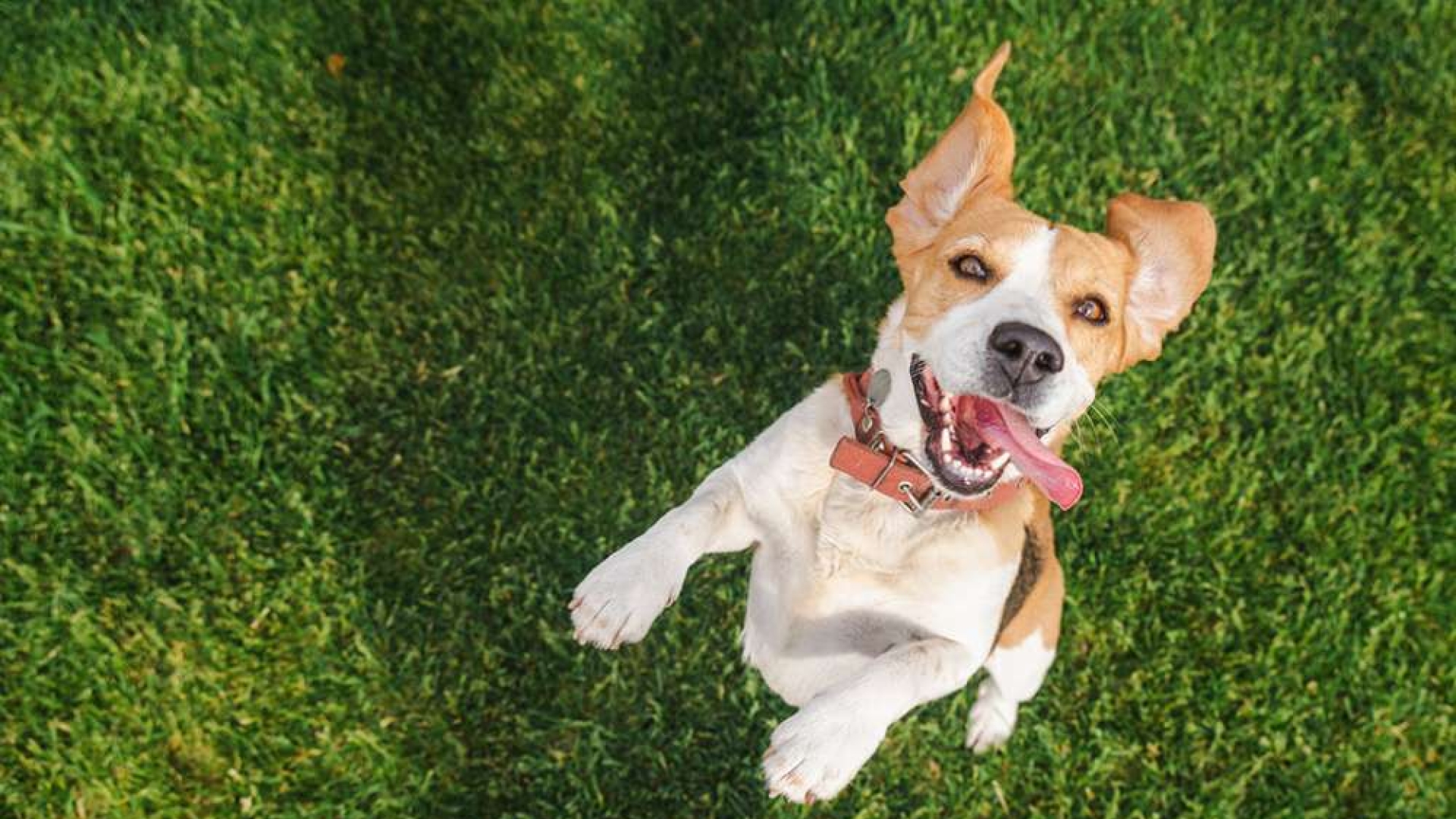 Secure Dog Walking Fields Near...